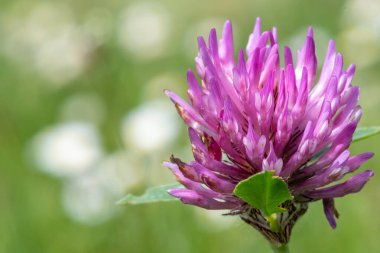 Kırmızı yonca üzerinde bir çiçeğin makro çekimi (trifolium pratense)