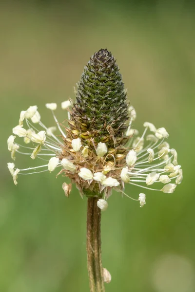 Macro Shot Una Planta Plátano Hoja Estrecha Plantago Lanceolata —  Fotos de Stock