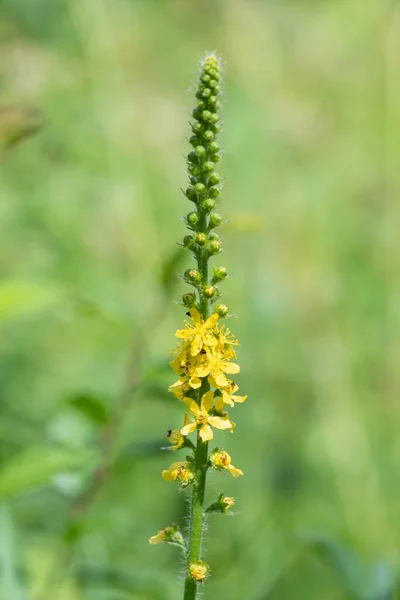 Primer Plano Planta Sticklewort Agrimonia Eupatoria Flor — Foto de Stock