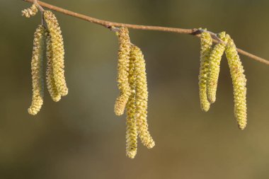 Olgun erkek kedi derileri bir Hazel ağacında (Corylus avellana).