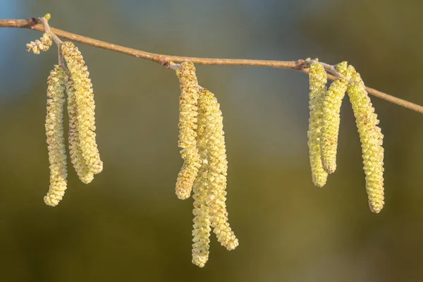 Зрілі Чоловіки Кішки Дереві Хазел Corylus Avellana — стокове фото