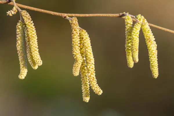 Зрілі Чоловіки Кішки Дереві Хазел Corylus Avellana — стокове фото