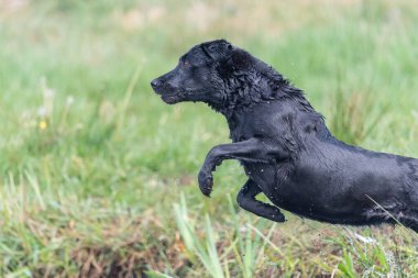 Suya atlayan siyah bir Labrador 'un aksiyon sahnesi.