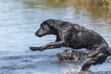 Suya atlayan siyah bir Labrador av köpeğinin aksiyon sahnesi.