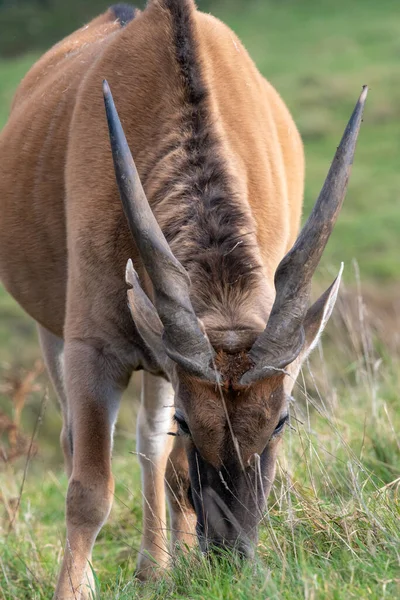 Close Common Eland Taurotragus Oryx Grazing — Stock Photo, Image