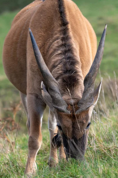 Крупный План Выпаса Обыкновенной Земли Taurotragus Oryx — стоковое фото