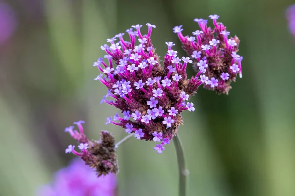 Κοντινό Πλάνο Του Purpletop Vervain Verbena Bonariensis Άνθιση — Φωτογραφία Αρχείου