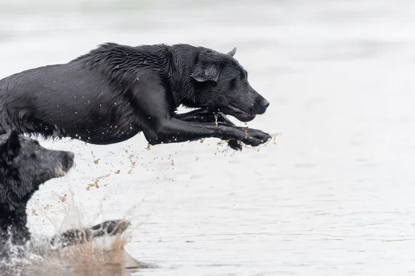 Akció Lövés Egy Nedves Fekete Labrador Ugrás Vízbe — Stock Fotó