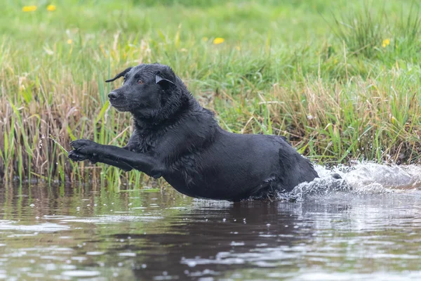 Akció Lövés Egy Nedves Fekete Labrador Ugrás Vízbe — Stock Fotó
