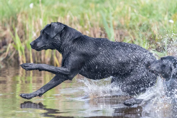 Akció Lövés Egy Nedves Fekete Labrador Ugrás Vízbe — Stock Fotó