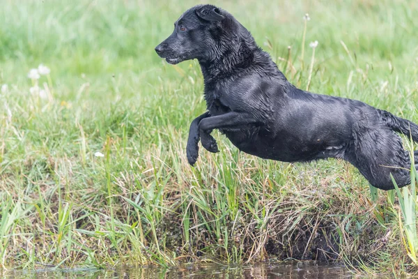 Akció Lövés Egy Nedves Fekete Labrador Ugrás Vízbe — Stock Fotó