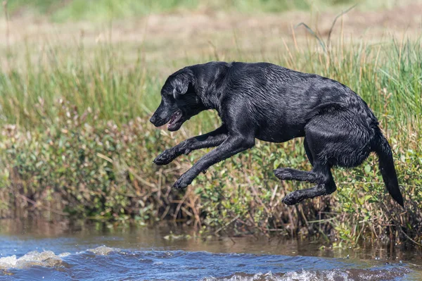Action Shot Wet Black Labrador Retriever Jumping Water — Stock Photo, Image