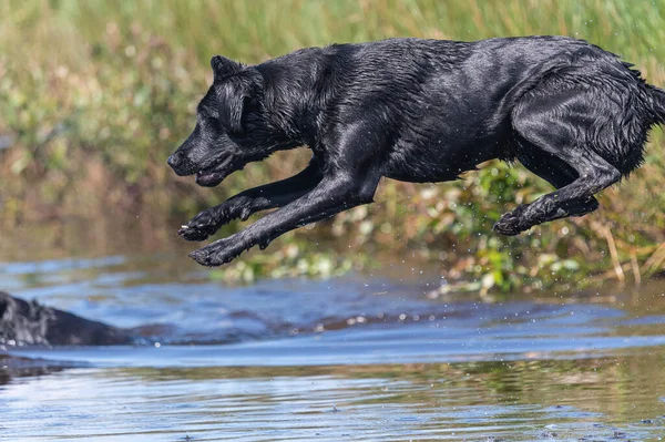 Akció Lövés Egy Nedves Fekete Labrador Retriever Ugrás Vízbe — Stock Fotó