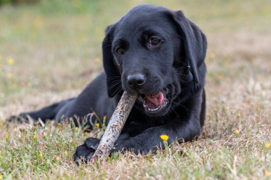 11 haftalık siyah bir Labrador 'un portresi bahçede sopayla oynuyor.