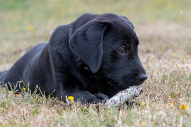 11 haftalık siyah bir Labrador 'un portresi bahçede sopayla oynuyor.