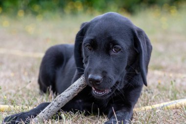 11 haftalık siyah bir Labrador 'un portresi bahçede sopayla oynuyor.