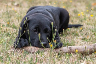 11 haftalık siyah Labrador köpeğinin portresi. Bahçede bir sopayla oynuyor.