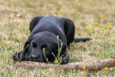 11 haftalık siyah Labrador köpeğinin portresi. Bahçede bir sopayla oynuyor.
