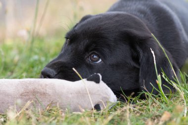 8 haftalık siyah Labrador köpeğinin sevimli portresi çimlerin üzerinde en sevdiği oyuncağıyla oturuyor.