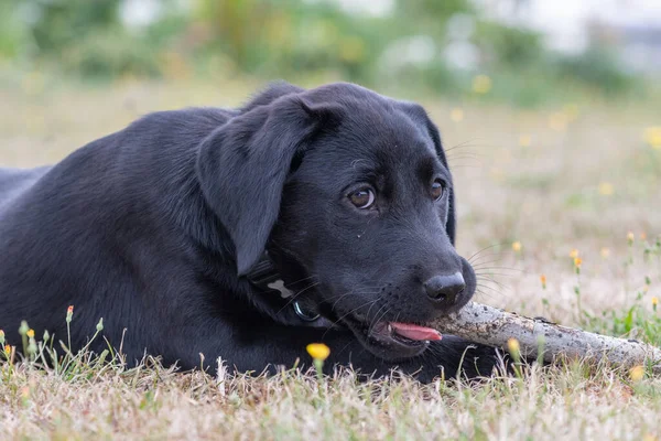 Porträtt Veckor Gammal Svart Labrador Valp Leka Med Pinne — Stockfoto