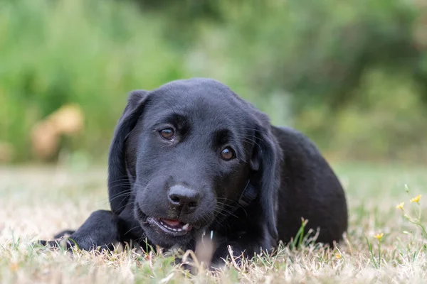 Retrato Labrador Preto Semanas Relaxante Grama — Fotografia de Stock