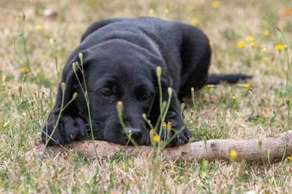 11 haftalık siyah Labrador köpeğinin portresi. Bahçede bir sopayla oynuyor.