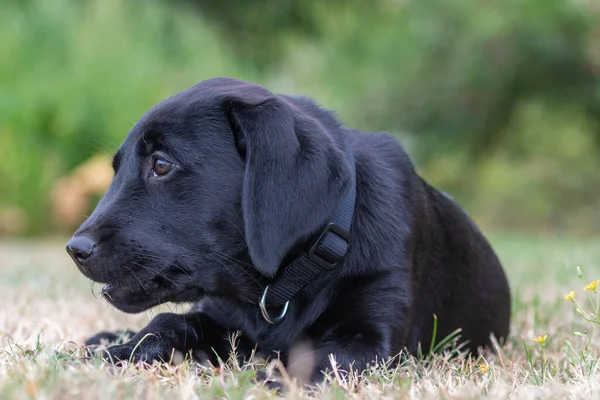 Portret Tygodniowego Czarnego Labradora Relaksującego Się Trawie — Zdjęcie stockowe