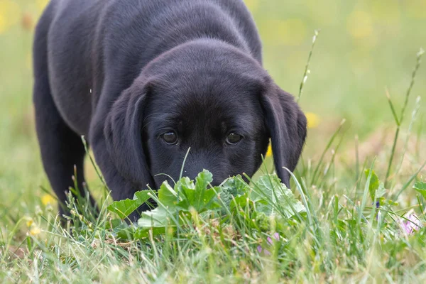 Bahçeyi keşfeden 8 haftalık siyah Labrador köpeğinin şirin portresi.