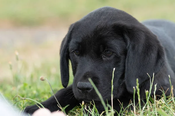 Aranyos Portré Egy Hetes Fekete Labrador Kiskutyáról Aki Fűben Kedvenc — Stock Fotó