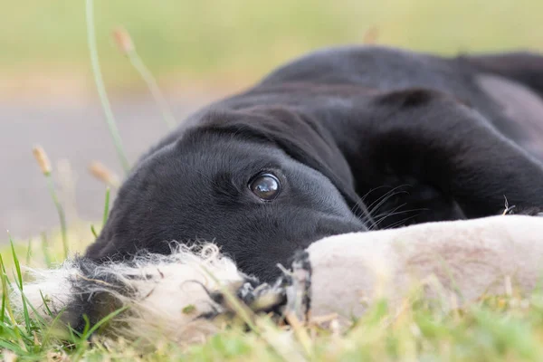 かわいいですポートレートの8週間古いです黒ラブラドール子犬座っている草の上にそれのお気に入りのおもちゃ — ストック写真