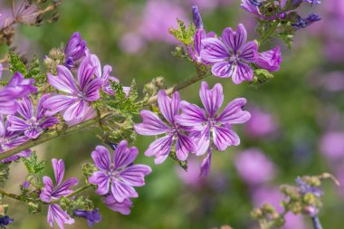 Çiçeklerin açtığı yaygın yosun (malva sylvestris) çiçeklerini kapat