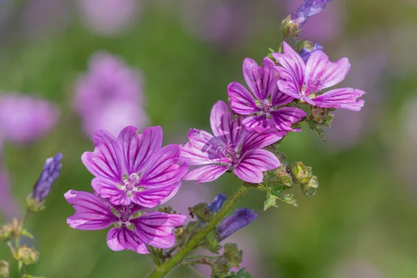 Çiçeklerin Açtığı Yaygın Yosun Malva Sylvestris Çiçeklerini Kapat — Stok fotoğraf