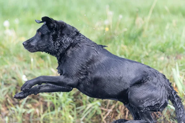 Suya Atlayan Siyah Bir Labrador Aksiyon Sahnesi — Stok fotoğraf