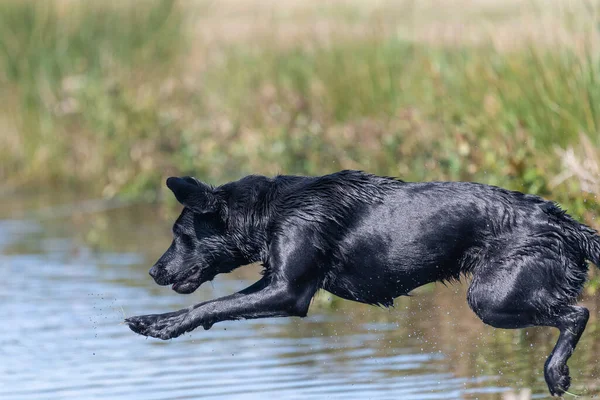 Akció Lövés Egy Nedves Fekete Labrador Retriever Ugrás Vízbe — Stock Fotó