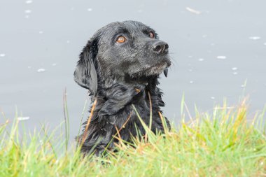 Sudaki siyah bir Labrador 'un kafasından vurulması bekleniyordu.