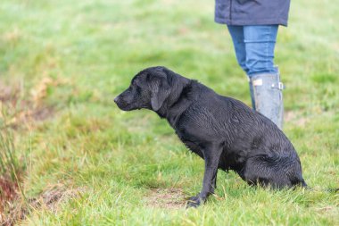 Suların kenarında duran siyah bir Labrador portresi.