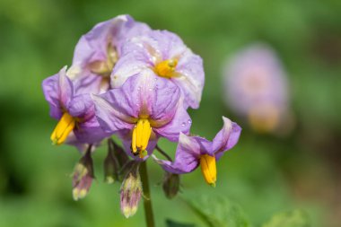 Çiçek açan pembe patates çiçeklerini kapat.