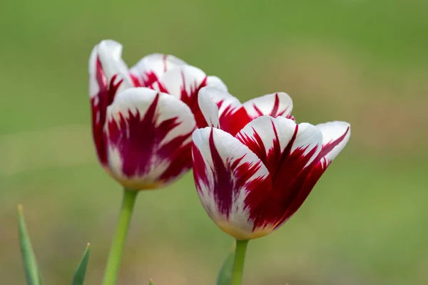 Close Red White Tulips Bloom — Stock Photo, Image