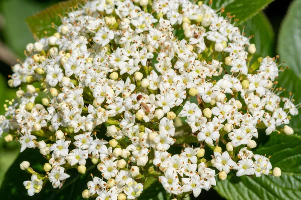 Gros Plan Fleurs Blanches Sur Arbuste Viorne — Photo