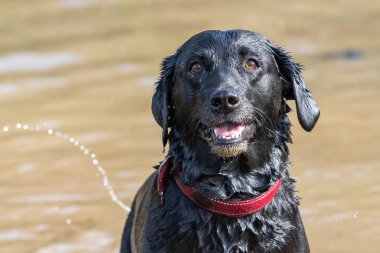 Suyun kenarında duran siyah labrador portresi.