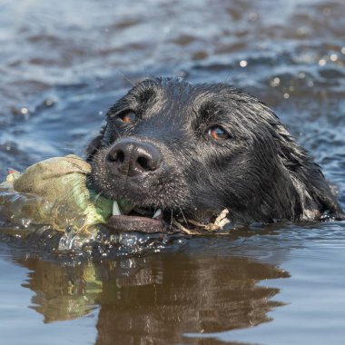Sudan bir kukla çıkaran siyah Labrador 'a yaklaş.