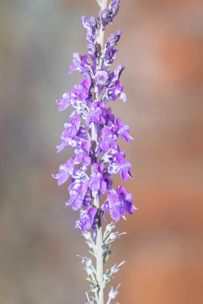 紫花苜蓿 Linaria Purpurea 开花植物的特写 — 图库照片