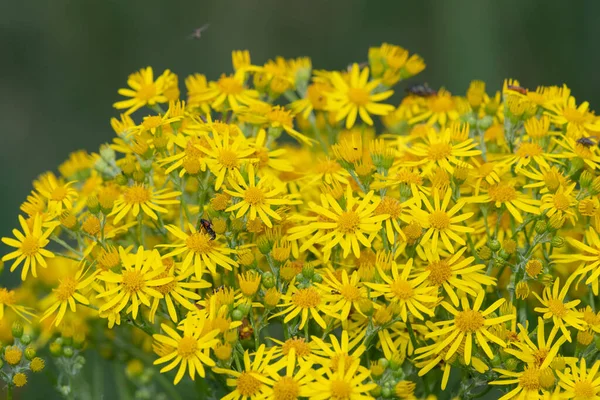 Yaygın bir ragwort (jacobaea vulgaris) bitkisindeki çiçekleri kapat