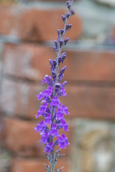 Закрытие Пурпурного Растения Поганки Linaria Purpurea Цветение — стоковое фото