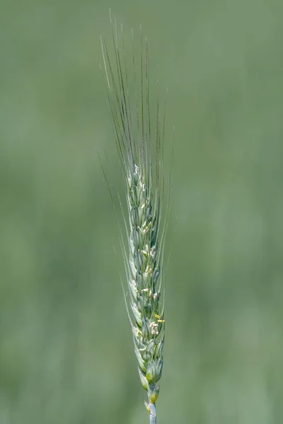 Close Ear Wheat Field Wheat — Stock Photo, Image