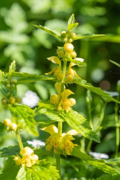 Закрыть Цветение Растение Желтый Арчангель Lamium Galeobdolon — стоковое фото