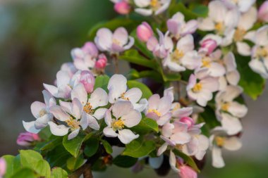 Çiçek açan malus çiçeklerini kapat.