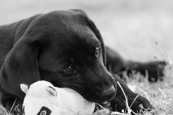 Retrato Bonito Cachorro Preto Labrador Semanas Sentado Grama Com Seu — Fotografia de Stock