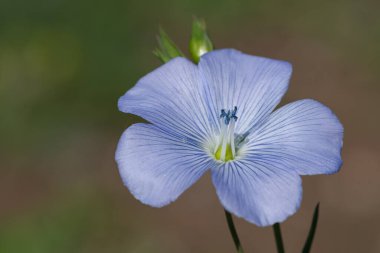 Çiçek açan bir keten tohumu (linyum usitatissimum) çiçeğini kapat