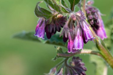 Çiçek açan Comfrey (simphytum officinale) makro çekimi